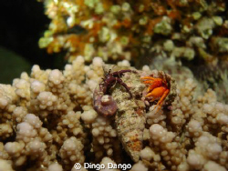 fight on the reef by Dingo Dango 